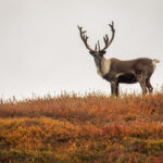 Caribou Bio’s Journey With Off-the-Shelf Cell Therapy Reaches the End of the Road Caribou Bio’s Journey With Off-the-Shelf Cell Therapy Reaches the End of the Road
