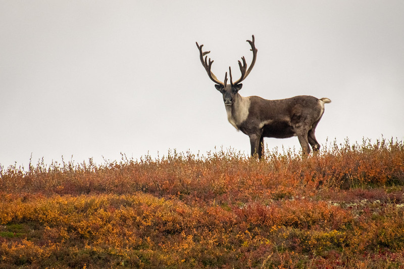 Caribou Bio’s Journey With Off-the-Shelf Cell Therapy Reaches the End of the Road